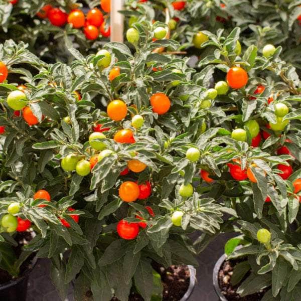 AcquaGarden Ornamental Solanum 'Light Berry'