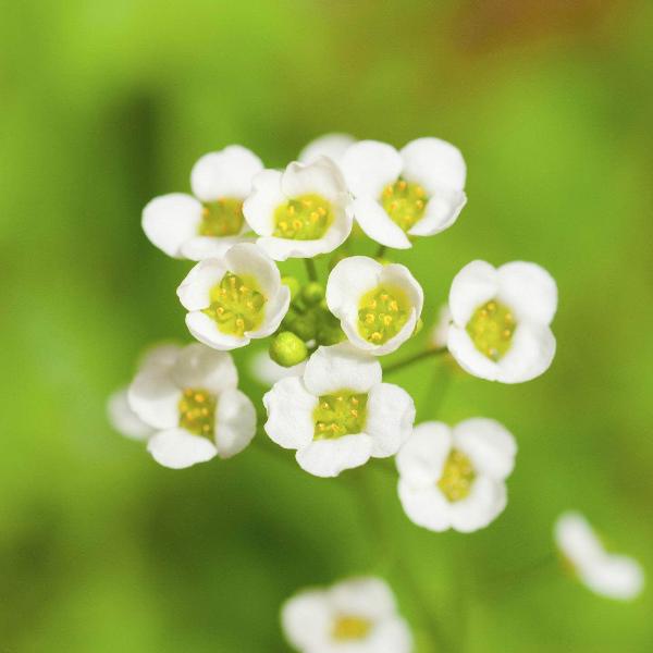 AcquaGarden Outdoor Plants Alyssum 'Wonderland White'