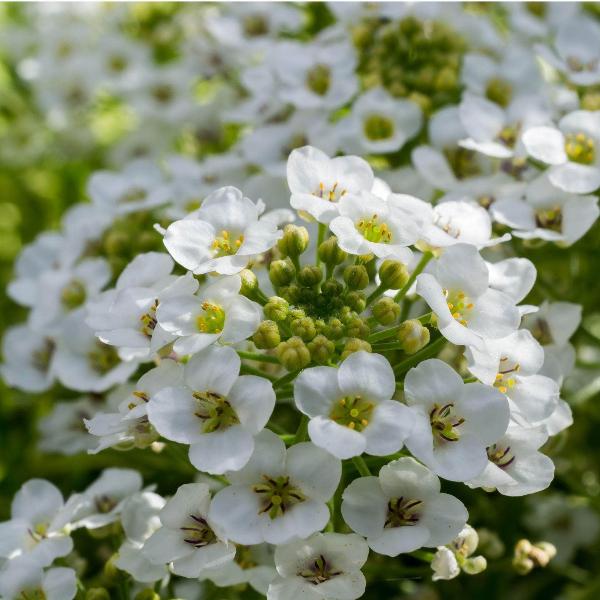 AcquaGarden Outdoor Plants Alyssum 'Wonderland White'