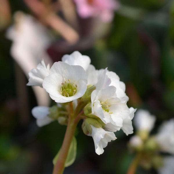 AcquaGarden Outdoor Plants Alyssum 'Wonderland White'