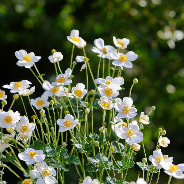 AcquaGarden Outdoor Plants Anemone 'Honorine' 