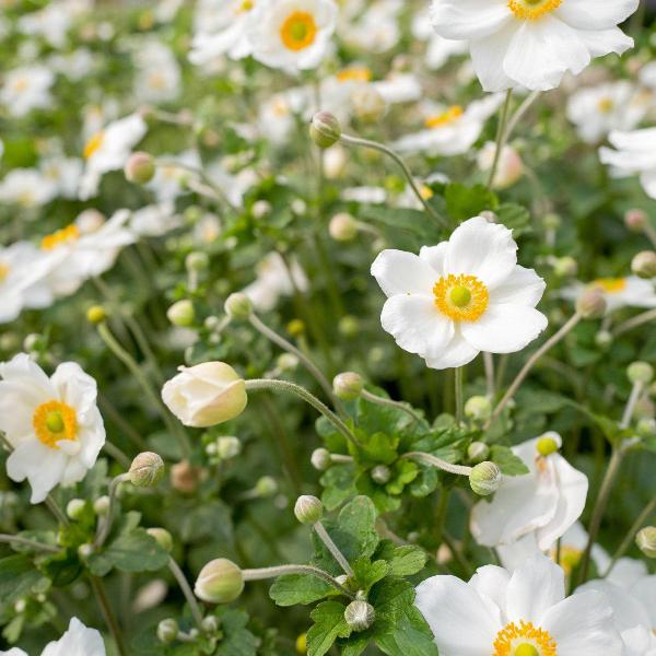 AcquaGarden Outdoor Plants Anemone 'Honorine' 