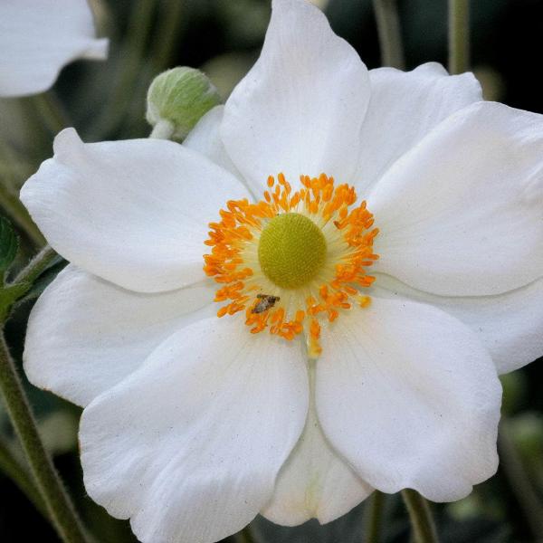 AcquaGarden Outdoor Plants Anemone 'Honorine' 