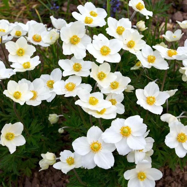 AcquaGarden Outdoor Plants Anemone 'Honorine' 