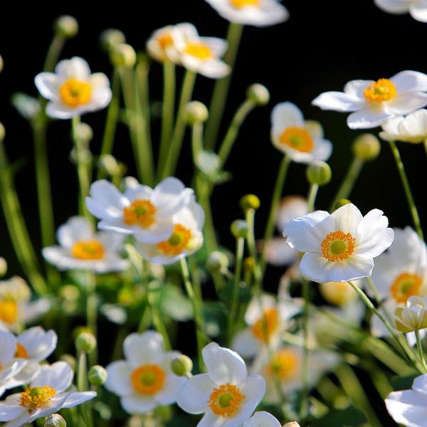 AcquaGarden Outdoor Plants Anemone 'Honorine' 