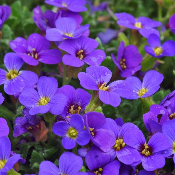 AcquaGarden Outdoor Plants Aubrieta 'Purple Cascade'