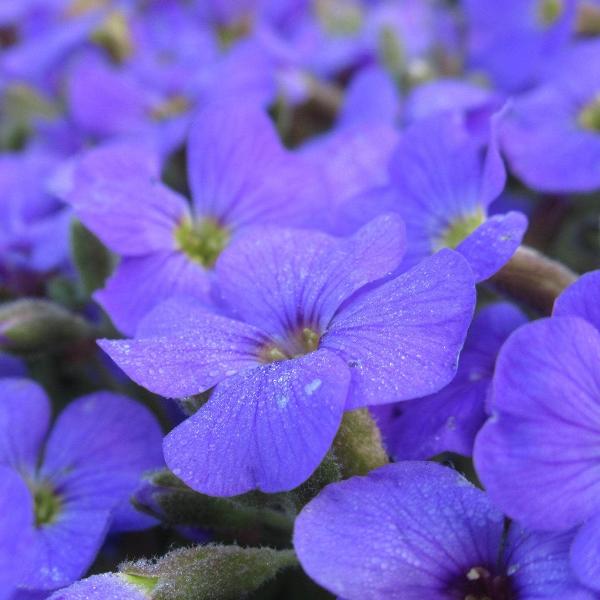 AcquaGarden Outdoor Plants Aubrieta 'Purple Cascade'