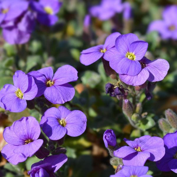AcquaGarden Outdoor Plants Aubrieta 'Purple Cascade'