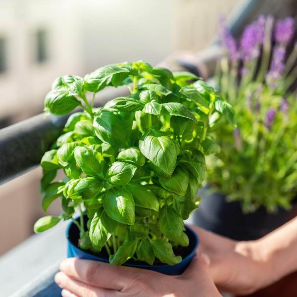 Genovese basil plants for sale (Genovese basil, basil plants sale) Genovese basil plants for sale