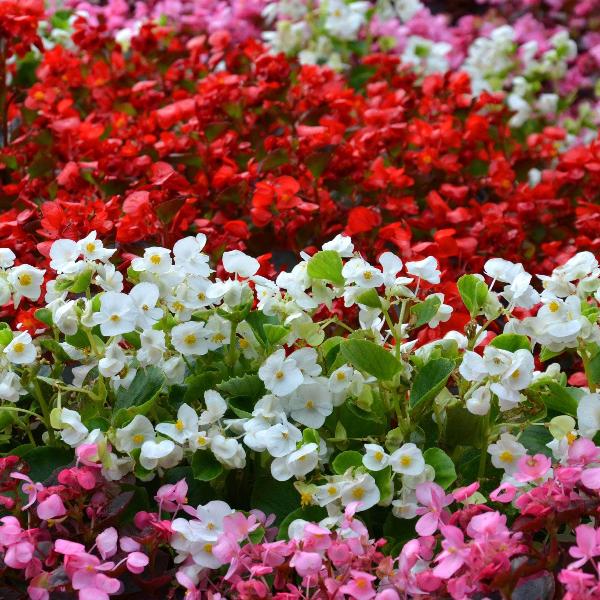 AcquaGarden Outdoor Plants Begonia 'Ambassador Green Leaf Mix'