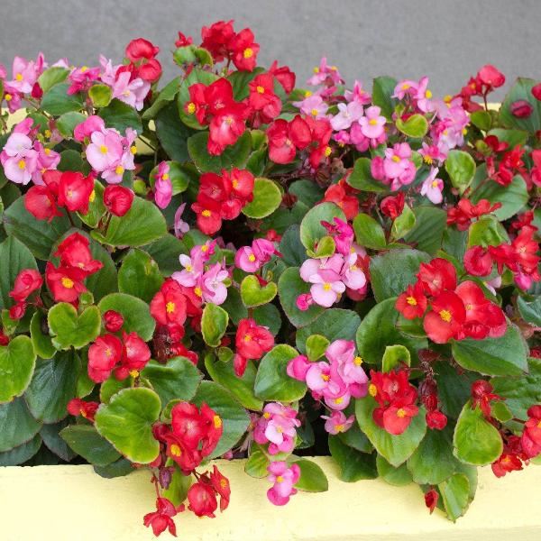 AcquaGarden Outdoor Plants Begonia 'Ambassador Green Leaf Mix'
