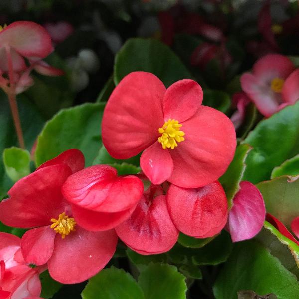 AcquaGarden Outdoor Plants Begonia 'Ambassador Green Leaf Mix'