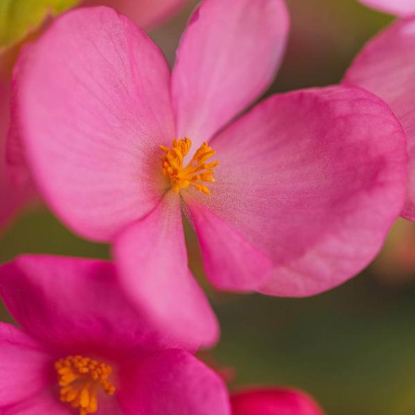 AcquaGarden Outdoor Plants Begonia 'Ambassador Green Leaf Mix'