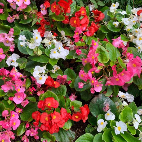 AcquaGarden Outdoor Plants Begonia 'Ambassador Green Leaf Mix'