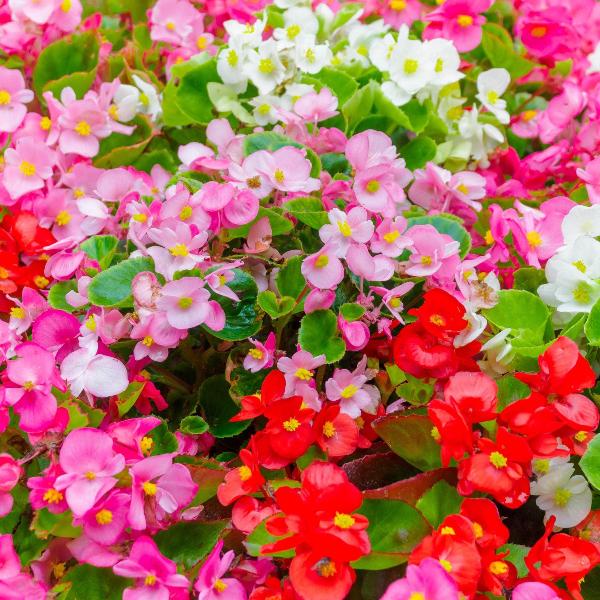 AcquaGarden Outdoor Plants Begonia 'Ambassador Green Leaf Mix'