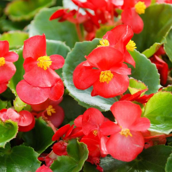 AcquaGarden Outdoor Plants Begonia 'Green Leaf Mixed'