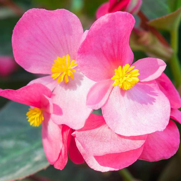AcquaGarden Outdoor Plants Begonia 'Green Leaf Mixed'