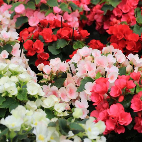 AcquaGarden Outdoor Plants Begonia 'Green Leaf Mixed'
