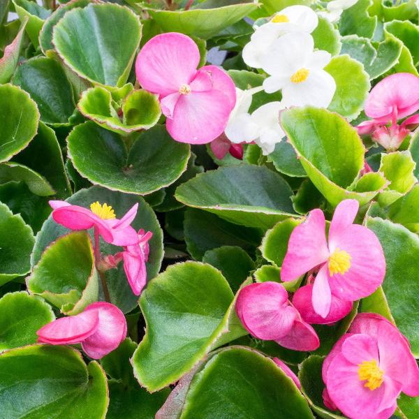 AcquaGarden Outdoor Plants Begonia 'Green Leaf Mixed'
