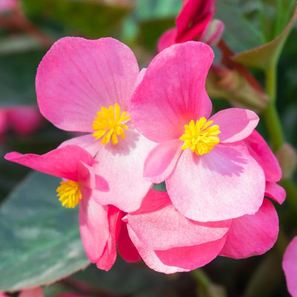 AcquaGarden Outdoor Plants Begonia 'Organdy Mixed'