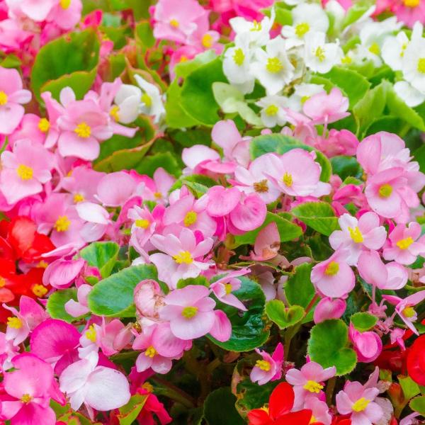 AcquaGarden Outdoor Plants Begonia 'Organdy Mixed'