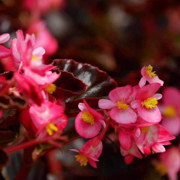 AcquaGarden Outdoor Plants Begonia 'Pink and White'