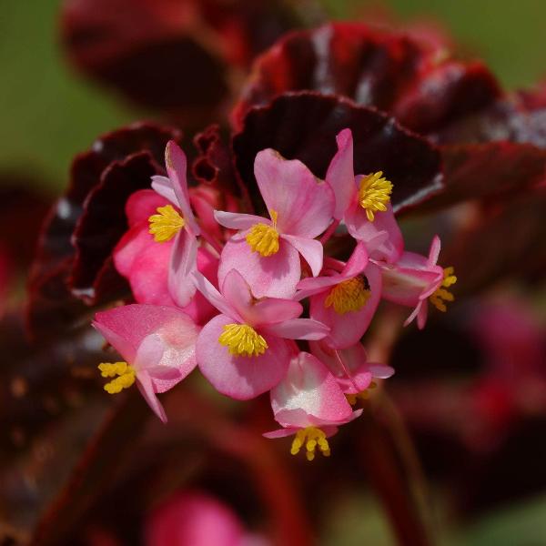 AcquaGarden Outdoor Plants Begonia 'Pink and White'