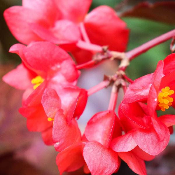 AcquaGarden Outdoor Plants Begonia 'Red Devil'