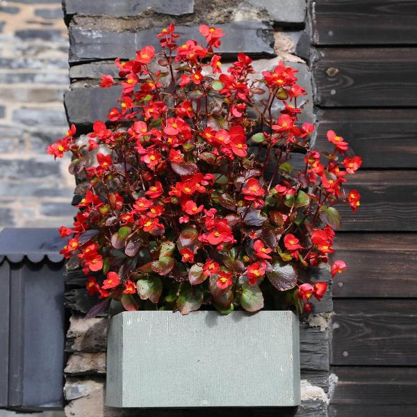 AcquaGarden Outdoor Plants Begonia 'Red Devil'