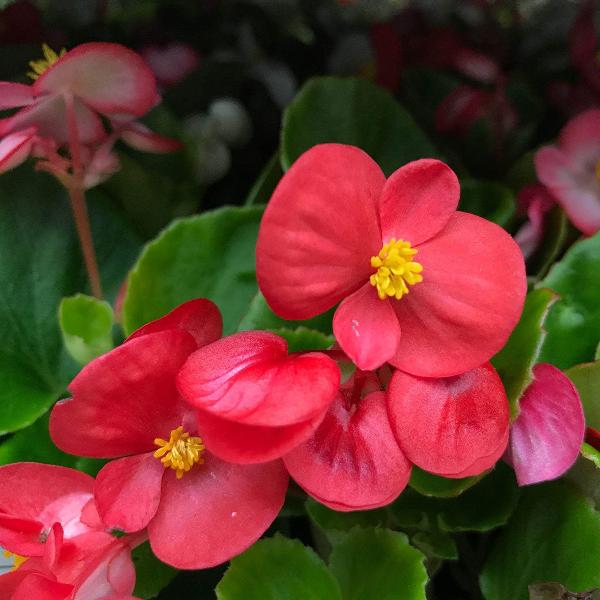 AcquaGarden Outdoor Plants Begonia 'Red Devil'