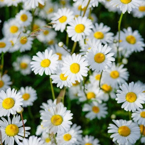 AcquaGarden Outdoor Plants Bellis 'White'