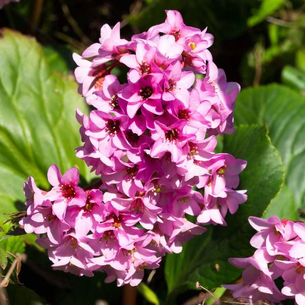 AcquaGarden Outdoor Plants Bergenia 'Apple Blossom'