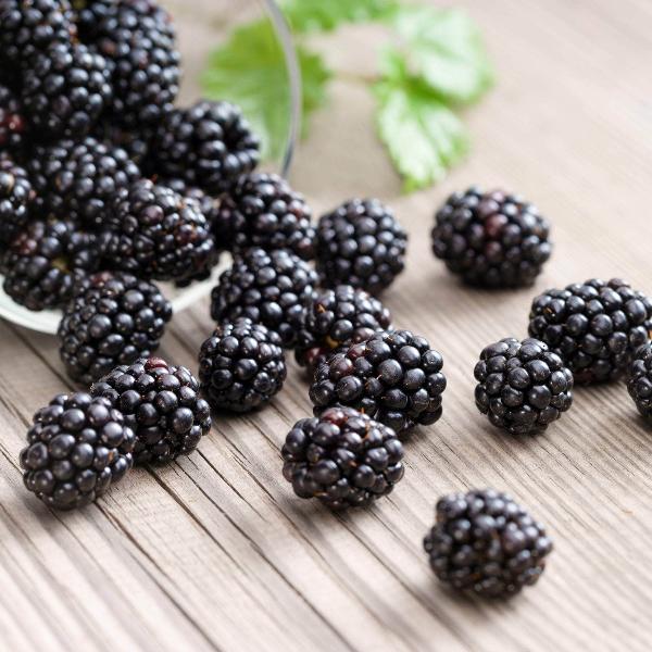 AcquaGarden Outdoor Plants Blackberry