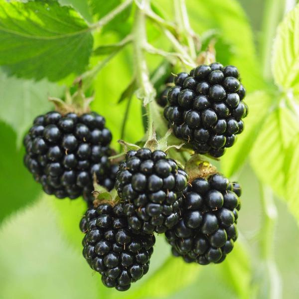AcquaGarden Outdoor Plants Blackberry