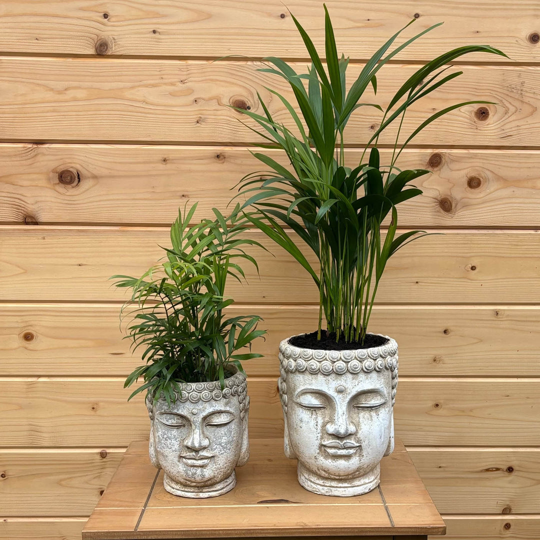 AcquaGarden Outdoor Plants Buddha Head Pot with Palm Plant