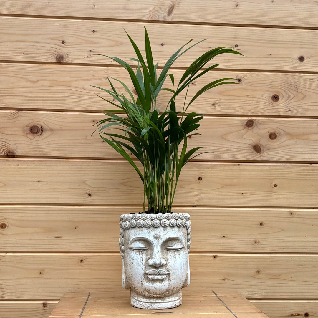 AcquaGarden Outdoor Plants Buddha Head Pot with Palm Plant