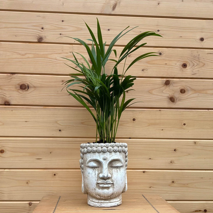 AcquaGarden Outdoor Plants Buddha Head Pot with Palm Plant