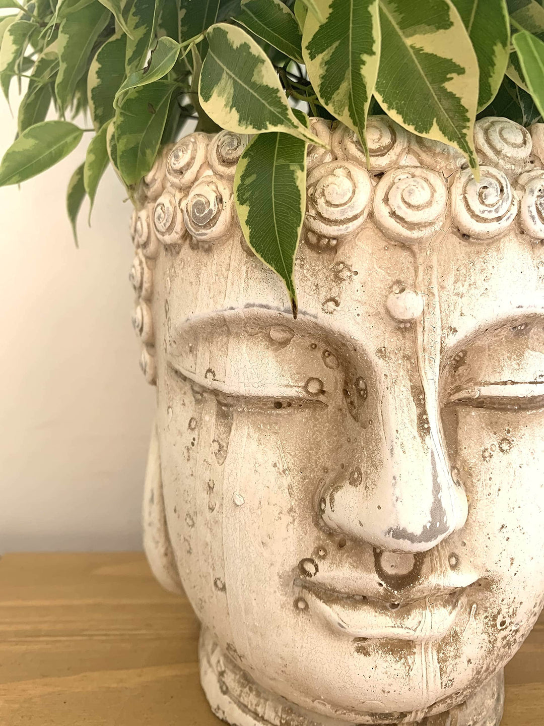 AcquaGarden Outdoor Plants Buddha Plant Pot - Small 14cm