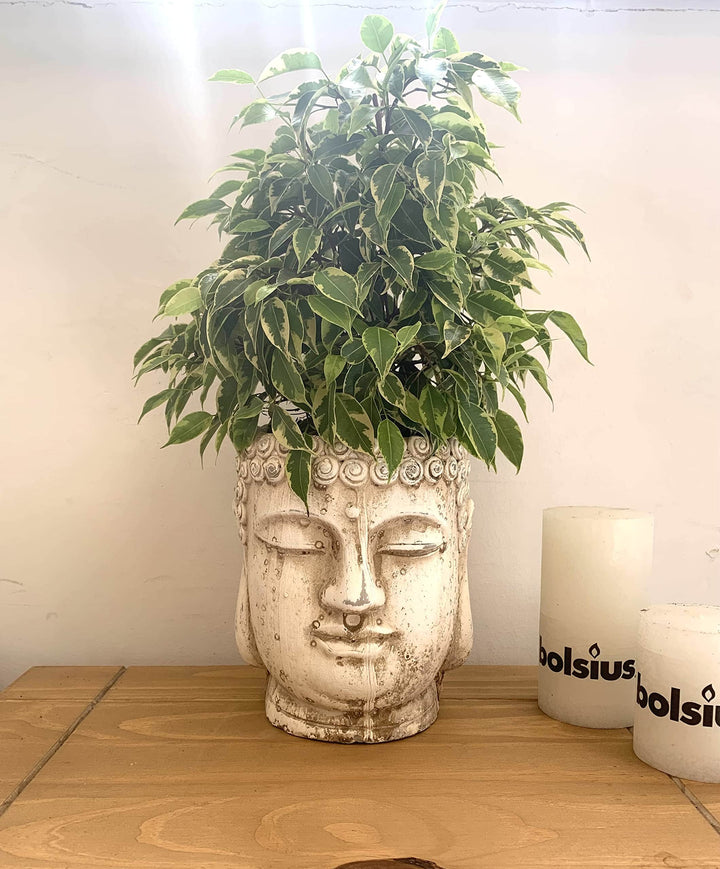 AcquaGarden Outdoor Plants Buddha Plant Pot - Small 14cm