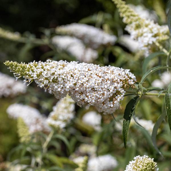 AcquaGarden Outdoor Plants Buddleja