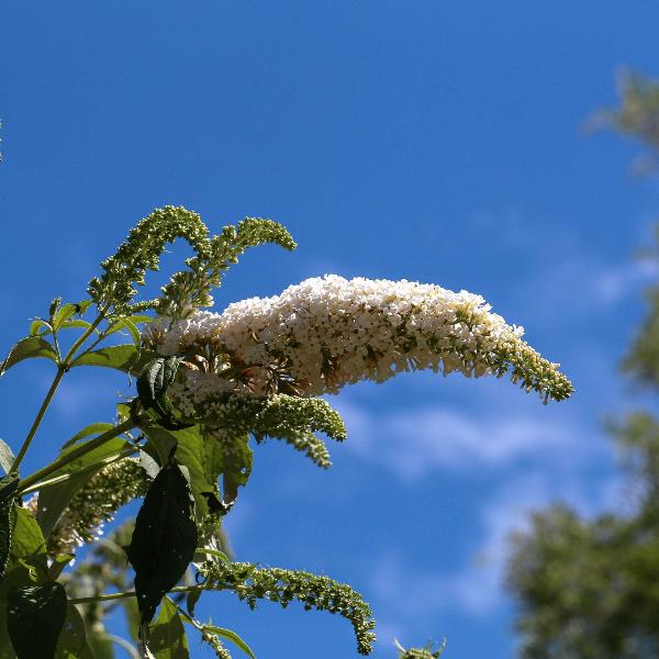 AcquaGarden Outdoor Plants Buddleja