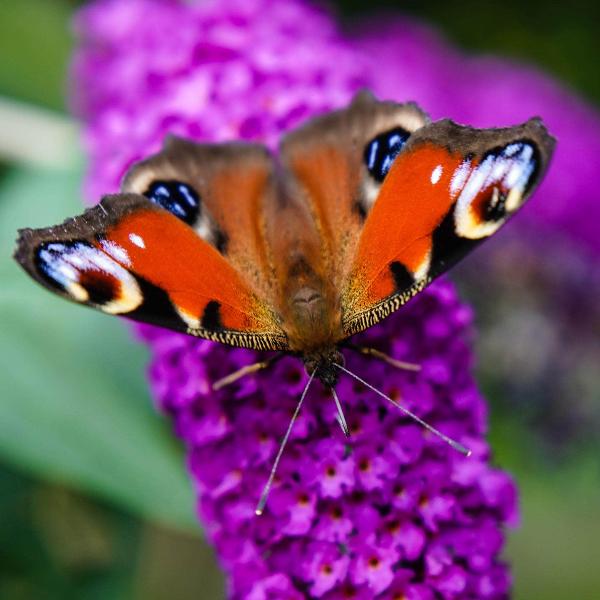 AcquaGarden Outdoor Plants Buddleja