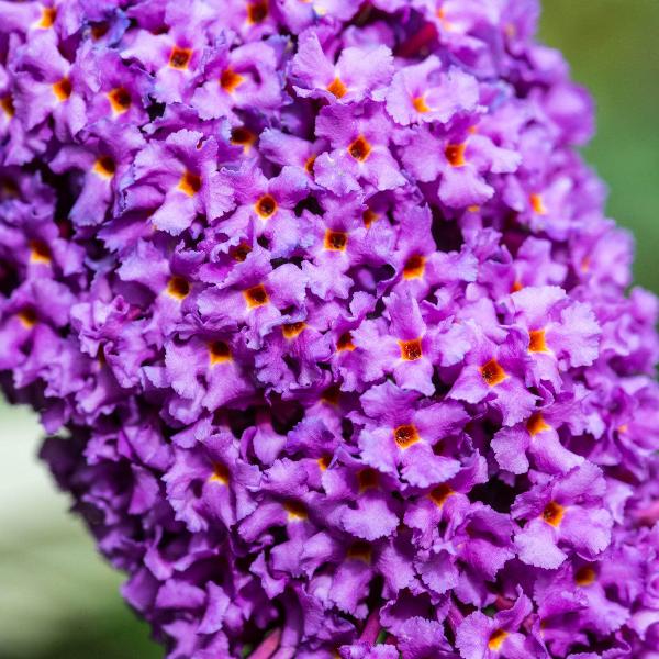 AcquaGarden Outdoor Plants Buddleja