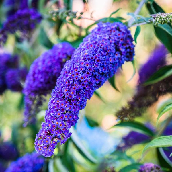 AcquaGarden Outdoor Plants Buddleja