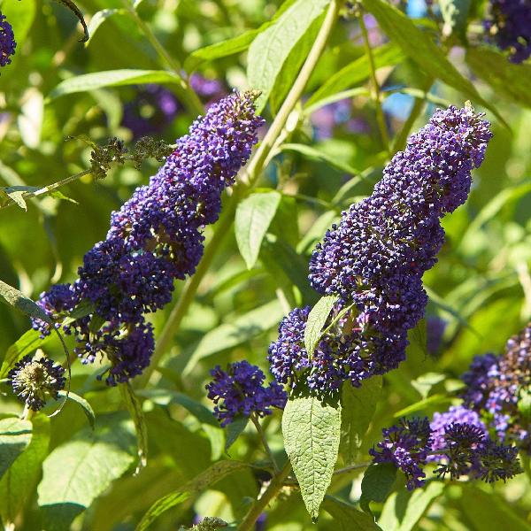 AcquaGarden Outdoor Plants Buddleja 'Blue'