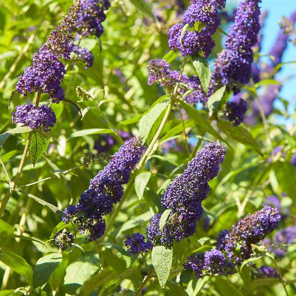 AcquaGarden Outdoor Plants Buddleja 'Blue'