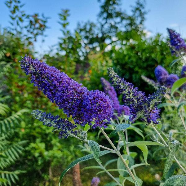 AcquaGarden Outdoor Plants Buddleja 'Blue'