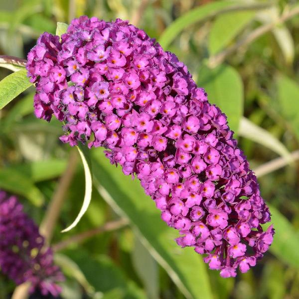 AcquaGarden Outdoor Plants Buddleja Davidii 'Royal Red'
