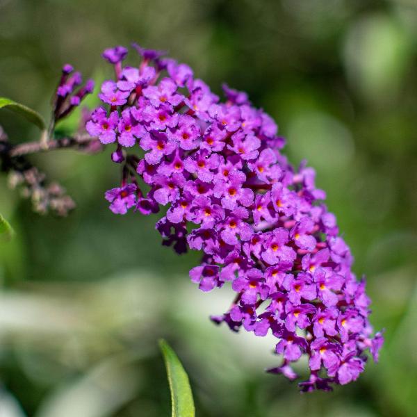 AcquaGarden Outdoor Plants Buddleja Davidii 'Royal Red'