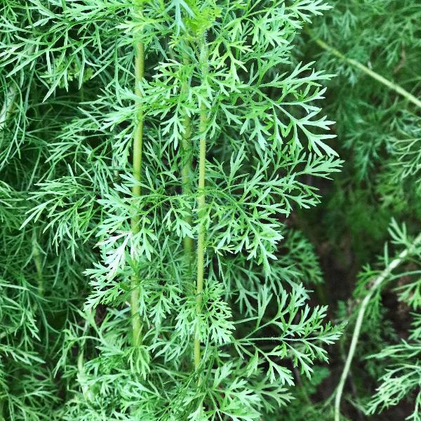AcquaGarden Outdoor Plants Chamomile 'Lawn'